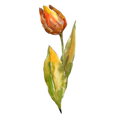 Orange tulip. Botanik çiçek. İzole lale illüstrasyon öğesi. Suluboya arka plan illüstrasyon seti.