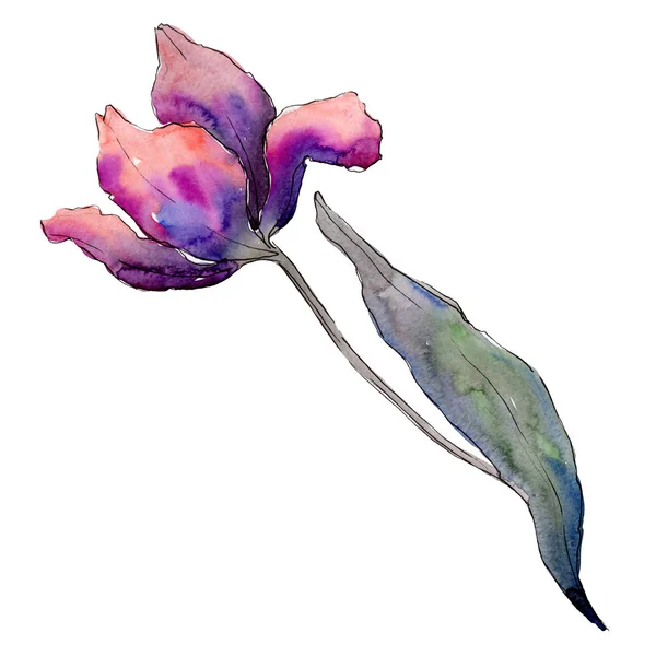 Ροζ Μωβ τουλίπα. Floral βοτανικό λουλούδι. Απομονωμένη τουλίπα εικόνα στοιχείο. Ακουαρέλα φόντο εικόνα σετ. — Φωτογραφία Αρχείου