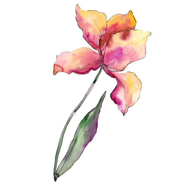 Pink yellow tulip. Floral botanical flower. Isolated tulip illustration element. Watercolor background illustration set. — Stock Photo, Image