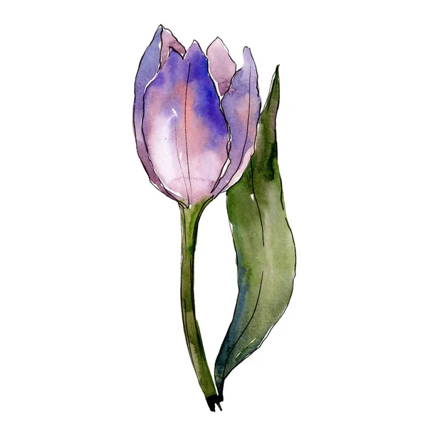 Tulipan fioletowy. Botaniczny kwiat kwiatowy. Element ilustracja na białym tle tulip. Zestaw ilustracji tle akwarela. — Zdjęcie stockowe