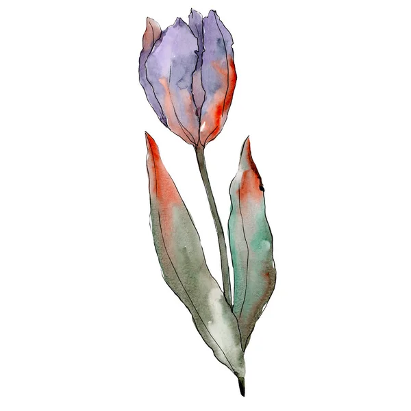 Πορφυρή τουλίπα. Floral βοτανικό λουλούδι. Απομονωμένη τουλίπα εικόνα στοιχείο. Ακουαρέλα φόντο εικόνα σετ. — Φωτογραφία Αρχείου