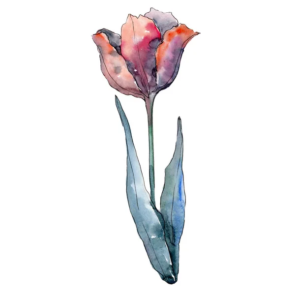 Κόκκινη τουλίπα. Floral βοτανικό λουλούδι. Απομονωμένη τουλίπα εικόνα στοιχείο. Ακουαρέλα φόντο εικόνα σετ. — Φωτογραφία Αρχείου