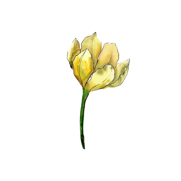 Tulipa amarela. Floral flor botânica. Isolado elemento ilustração tulipa. Conjunto de ilustração de fundo aquarela . — Fotografia de Stock