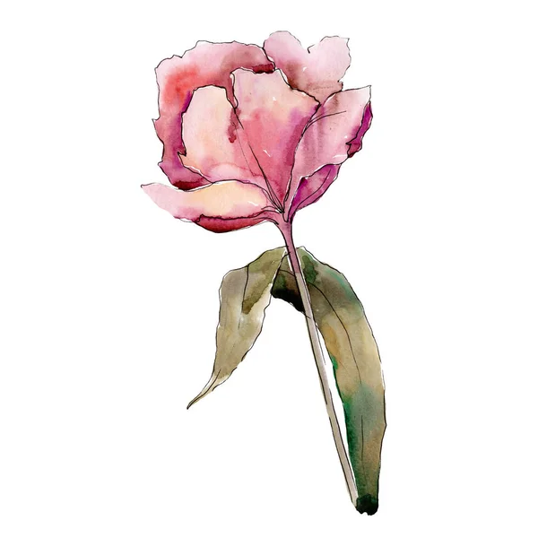 Röd tulpan. Blommig botaniska blomma. Isolerade tulip illustration element. Akvarell bakgrund illustration set. — Stockfoto