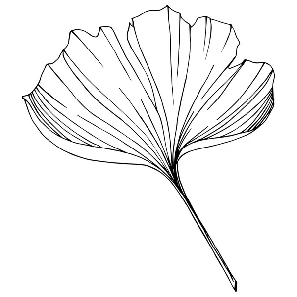 Vector. Ginkgo blad. Plant botanische tuin. Geïsoleerde ginkgo illustratie element op witte achtergrond. — Stockvector