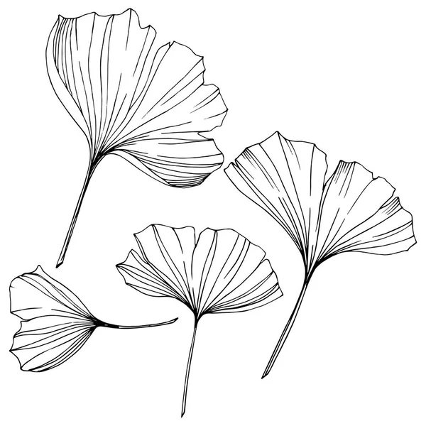 Vector. Hoja de ginkgo. Planta jardín botánico. Elemento de ilustración de ginkgo aislado sobre fondo blanco . — Vector de stock