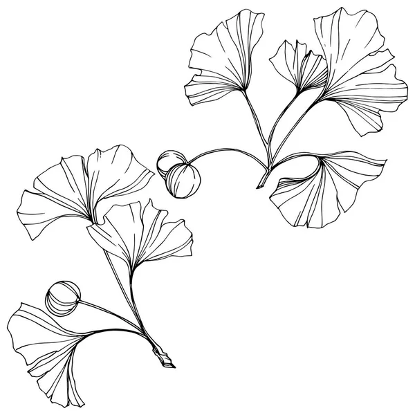 Vector. Folha de ginkgo. Jardim botânico vegetal. Isolado ginkgo ilustração elemento no fundo branco . — Vetor de Stock