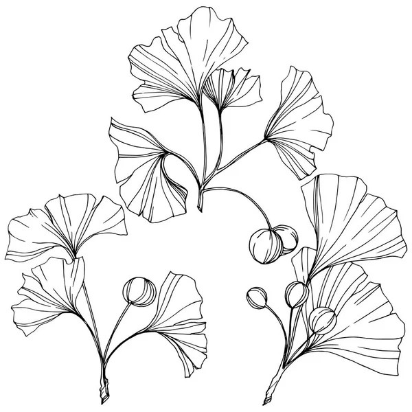 Vektor. Ginkgoblatt. Pflanzengarten. isoliertes Ginkgo-Illustrationselement auf weißem Hintergrund. — Stockvektor