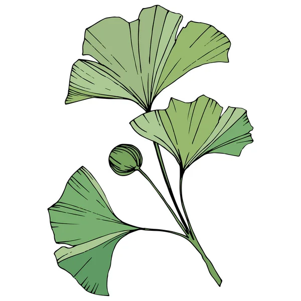 Vecteur. Feuille de ginkgo verte. Jardin botanique végétal. Élément d'illustration ginkgo isolé sur fond blanc . — Image vectorielle