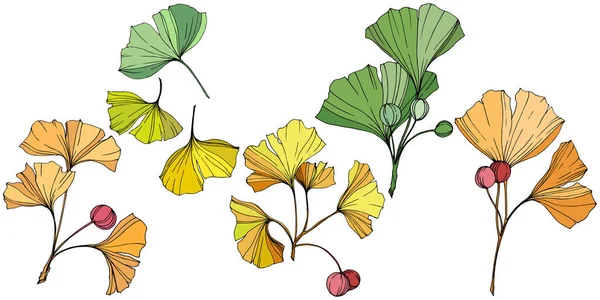Vektor. Ginkgo blad. Plantera botaniska trädgård. Isolerade ginkgo illustration element på vit bakgrund. — Stock vektor