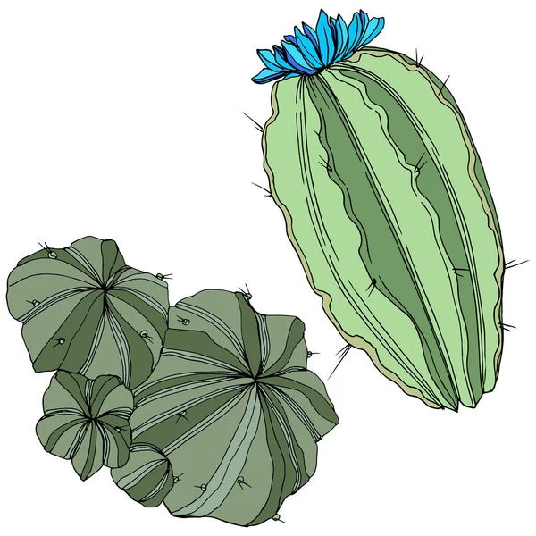 Vector Cactus. Fleur botanique florale. Encre gravée verte. Élément d'illustration de cactus isolés . — Image vectorielle