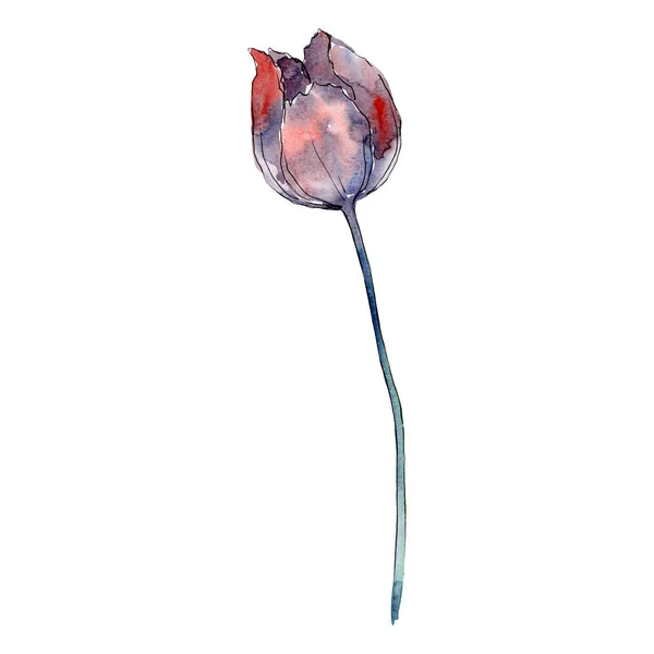 Niebieski czerwony tulipan. Botaniczny kwiat kwiatowy. Element ilustracja na białym tle tulip. Zestaw ilustracji tle akwarela. — Zdjęcie stockowe
