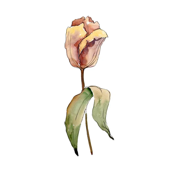 Κίτρινη τουλίπα. Floral βοτανικό λουλούδι. Απομονωμένη τουλίπα εικόνα στοιχείο. Ακουαρέλα φόντο εικόνα σετ. — Φωτογραφία Αρχείου