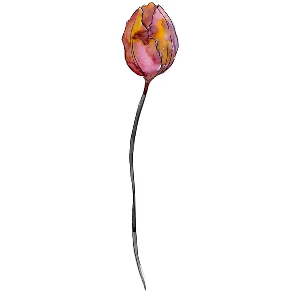 Червоний тюльпан. Квіткова ботанічна квітка. Ізольований елемент ілюстрації тюльпанів. Набір ілюстрацій акварельного фону . — стокове фото