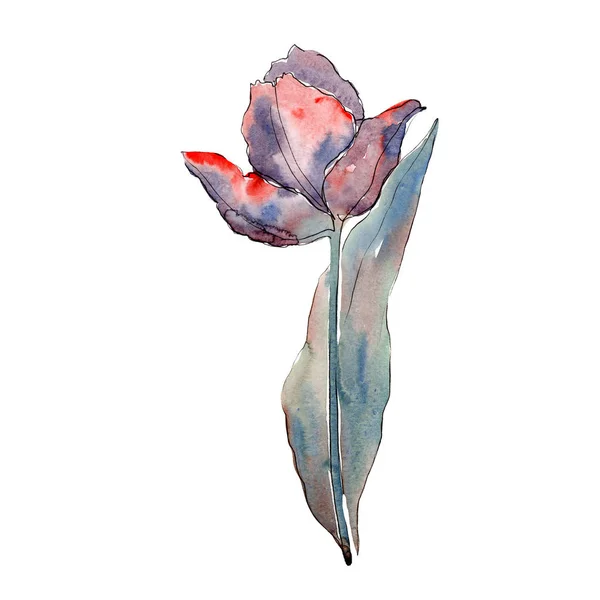 Modrý Tulipán červený. Květinové botanické květin. Izolované Tulipán prvek obrázku. Sada akvarel pozadí obrázku. — Stock fotografie