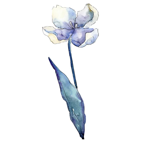 Tulipano bianco. Fiore botanico floreale. Elemento di illustrazione tulipano isolato. Acquerello sfondo illustrazione set . — Foto Stock