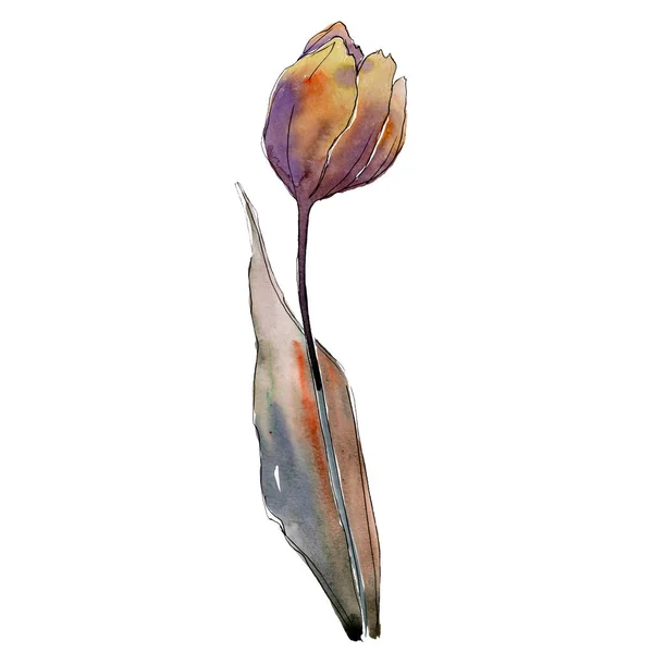 Tulipa amarela roxa. Floral flor botânica. Elemento tulipa isolado. Conjunto de ilustração de fundo aquarela . — Fotografia de Stock