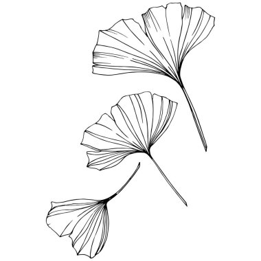 Vektör. Ginkgo yaprağı. Botanik bahçe bitki. İzole ginkgo illüstrasyon öğe beyaz arka plan üzerinde.