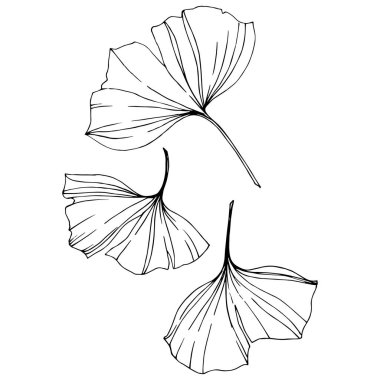 Vektör. Ginkgo yaprağı. Botanik bahçe bitki. İzole ginkgo illüstrasyon öğe beyaz arka plan üzerinde.