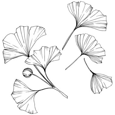 Vektör. Ginkgo yaprağı. Botanik bahçe bitki. İzole ginkgo illüstrasyon öğe beyaz arka plan üzerinde.