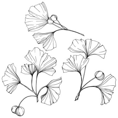 Vektör. Ginkgo yaprağı. Botanik bahçe bitki. İzole ginkgo illüstrasyon öğe beyaz arka plan üzerinde.