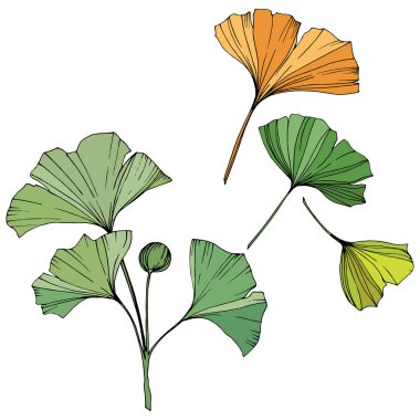 Vektör. Ginkgo yaprağı. Botanik bahçe bitki. İzole ginkgo illüstrasyon öğe beyaz arka plan üzerinde.