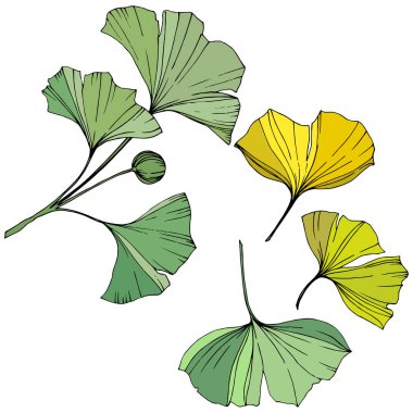 Vektör. Ginkgo yaprağı. Botanik bahçe bitki. İzole ginkgo illüstrasyon öğe beyaz arka plan üzerinde.