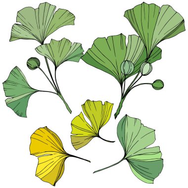 Vektör. Ginkgo yaprağı. Botanik bahçe bitki. İzole ginkgo illüstrasyon öğe beyaz arka plan üzerinde.