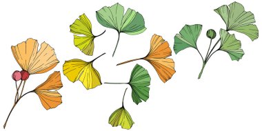 Vektör. Ginkgo yaprağı. Botanik bahçe bitki. İzole ginkgo illüstrasyon öğe beyaz arka plan üzerinde.