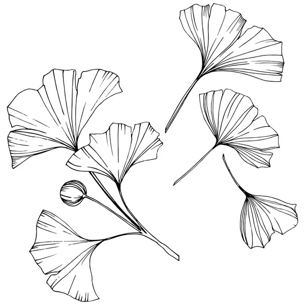 Vektor. Ginkgo list. Rostliny Botanická zahrada. Izolované ginkgo ilustrace prvek na bílém pozadí. — Stockový vektor