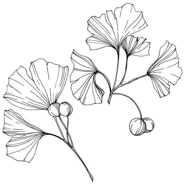 Vektor. Ginkgoblatt. Pflanzengarten. isoliertes Ginkgo-Illustrationselement auf weißem Hintergrund. — Stockvektor