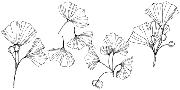 Vector. Hoja de ginkgo. Planta jardín botánico. Elemento de ilustración de ginkgo aislado sobre fondo blanco . — Archivo Imágenes Vectoriales