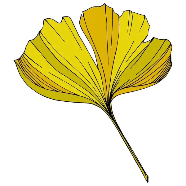 Vektor. Gula ginkgo blad. Plantera botaniska trädgård. Isolerade ginkgo illustration element på vit bakgrund. — Stock vektor