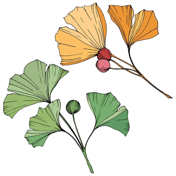 向量。银杏叶。植物植物园。白色背景上的独立银杏插图元素. — 图库矢量图片