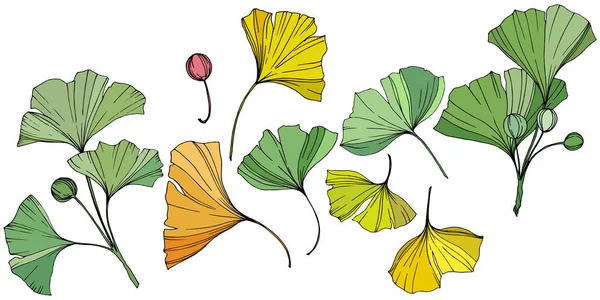 向量。银杏叶。植物植物园。白色背景上的独立银杏插图元素. — 图库矢量图片