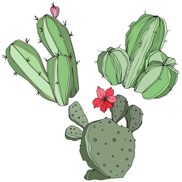 Vector Cactus. Blommig botaniska blomma. Gröna graverade bläck konst. Isolerade kaktusar illustration element. — Stock vektor