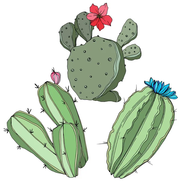 Vector Cactus. Fleur botanique florale. Encre gravée verte. Élément d'illustration de cactus isolés . — Image vectorielle