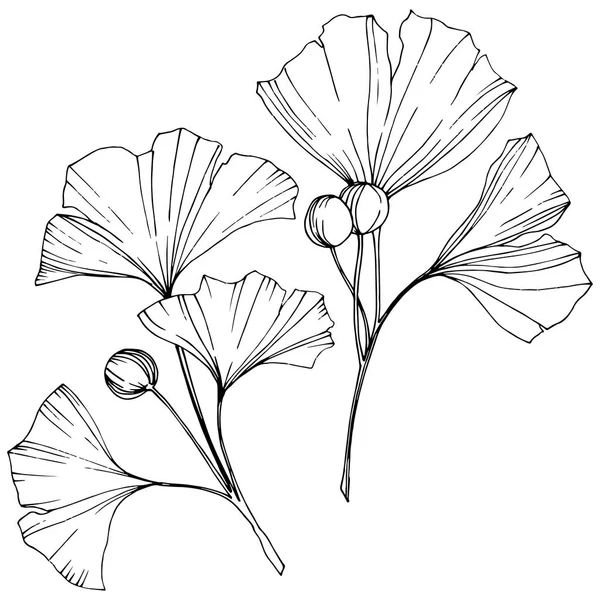 Vektor. Ginkgoblatt. Pflanzengarten. isoliertes Ginkgo-Illustrationselement auf weißem Hintergrund. — Stockvektor