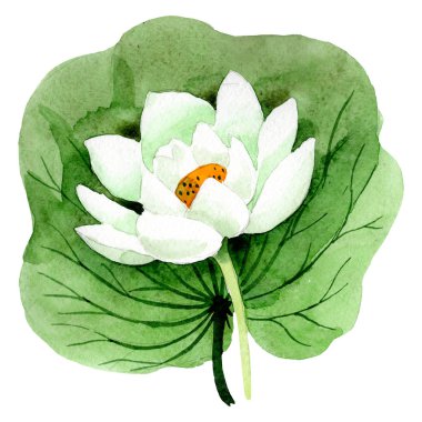 Yeşil yaprak beyaz lotus çiçeği. Suluboya arka plan illüstrasyon küme. İzole lotus illüstrasyon öğesi.