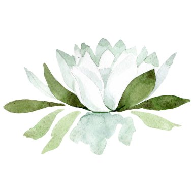 Beyaz Nilüfer. Botanik çiçek. Suluboya arka plan illüstrasyon küme. İzole lotus illüstrasyon öğesi.