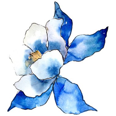 Mavi aquilegia çiçek. İzole aquilegia illüstrasyon öğesi. Suluboya arka plan illüstrasyon seti.