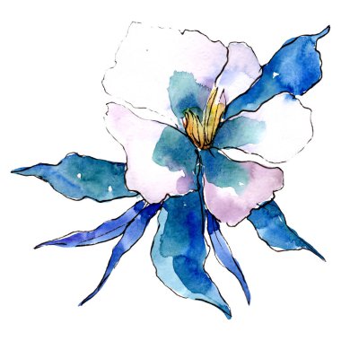 Mavi aquilegia çiçek. İzole aquilegia illüstrasyon öğesi. Suluboya arka plan illüstrasyon seti.