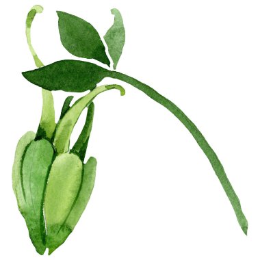 Aquilegia yeşil bud. İzole aquilegia illüstrasyon öğesi. Suluboya arka plan illüstrasyon seti.