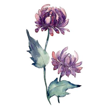 Mor aster çiçek yaprak yeşil ile. İzole aster illüstrasyon öğesi. Suluboya arka plan illüstrasyon seti.