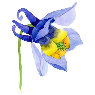 Mavi sarı aquilegia çiçek. İzole aquilegia illüstrasyon öğesi. Suluboya arka plan illüstrasyon seti.