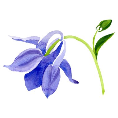 Mavi sarı aquilegia çiçek. İzole aquilegia illüstrasyon öğesi. Suluboya arka plan illüstrasyon seti.