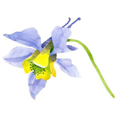 Mavi sarı aquilegia çiçek. İzole aquilegia illüstrasyon öğesi. Suluboya arka plan illüstrasyon seti.