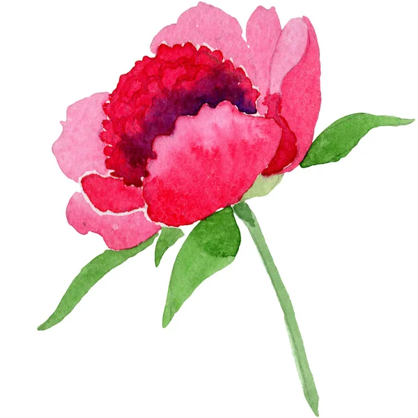 Różowa piwonia kwiat z zielonych liści. Element ilustracja na białym tle piwonia. Zestaw tle akwarela. — Zdjęcie stockowe