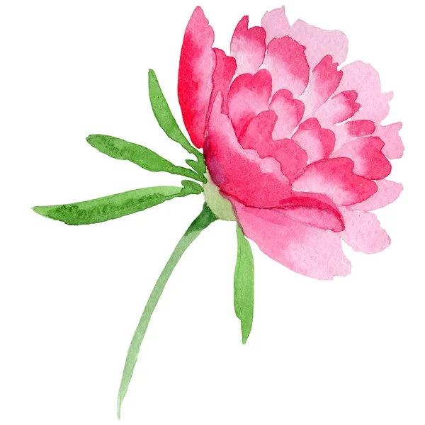 Fleur pivoine rose avec feuille verte. Illustration de pivoine isolée. Ensemble de fond aquarelle . — Photo