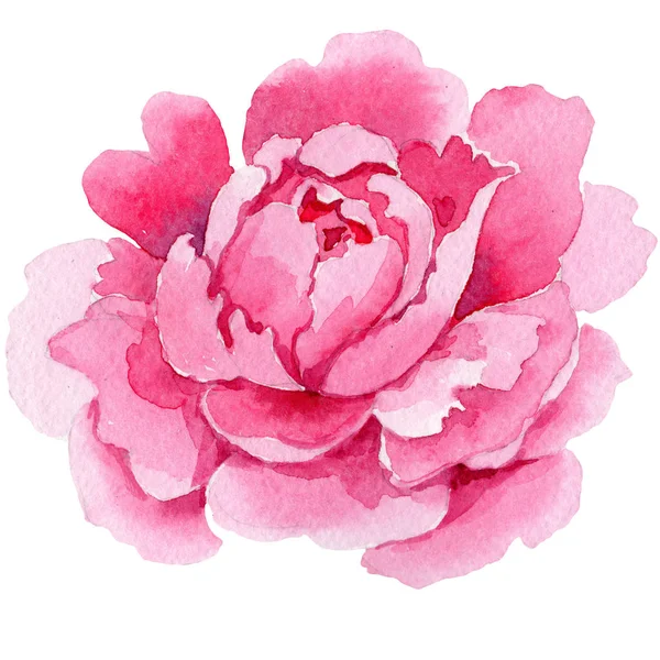 Różowa piwonia kwiat. Element ilustracja na białym tle piwonia. Zestaw tle akwarela. — Zdjęcie stockowe